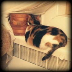 CATradiator